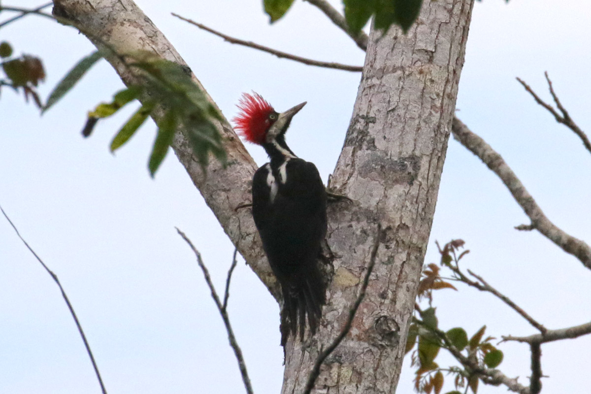 Crimson-Crested Woodpecker